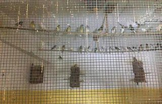 Koruma altındaki kuşları besleyen kişiye 13 bin...