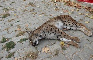 Otomobilin çarptığı vaşak öldü