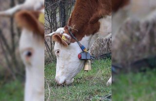 Damadının yaptığı hayvan takip cihazıyla iş...