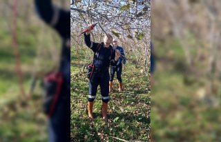 Fındık timleri 20 günde 400 örnek bahçe oluşturdu