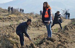 Havza'da öğretmenler fidan dikti