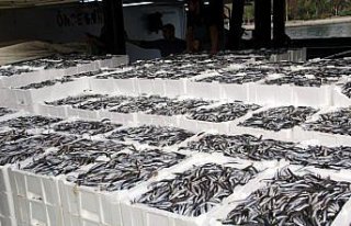 Karadeniz’de hamsi bolluğu