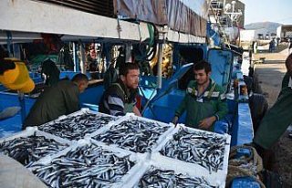 Kastamonu'da Karadeniz'e açılan balıkçılar tonlarca...