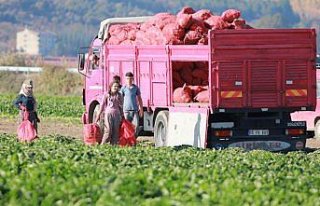 Tokat'ta şeker pancarından 180 milyon lira gelir...