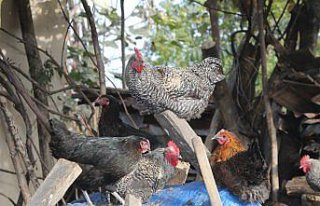 Eski buzdolabıyla başladıkları tavukçulukta yılda...