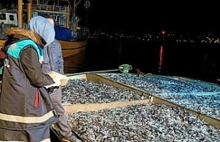 Rize'de 25 ton küçük boy balığa el konuldu