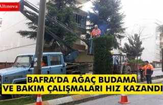 BAFRA’DA AĞAÇ BUDAMA VE BAKIM ÇALIŞMALARI HIZ...