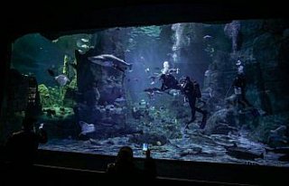 İstanbul Akvaryum'da sömestir heyecanı