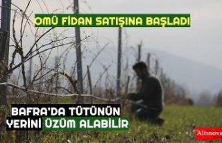 BAFRA’DA TÜTÜNÜN YERİNİ ÜZÜM ALABİLİR