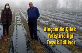 Alaçam’da Çilek Yetiştiriciliği Teşvik Ediliyor
