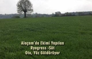 Alaçam’da Ekimi Yapılan Ryegrass -Süt Otu, Yüz...