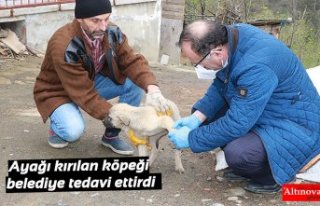 Ayağı kırılan köpeği belediye tedavi ettirdi