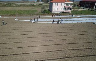 Bafra Ovası'nda karpuz ekimi başladı