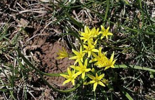 Bolu'daki yaylalarda 