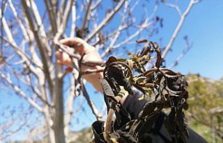Kastamonu'da yaşanan don ceviz ağaçlarına zarar...