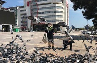 Samsun'da aç kalan kuşlara trafik polisleri...