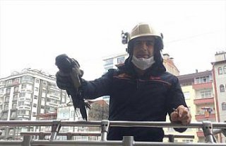 Trabzon'da karga ve kedi mahsur kaldıkları yerlerden...