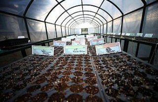 Ata tohumları toprakla buluşuyor