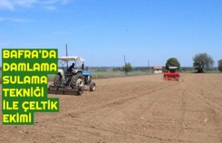 BAFRA'DA DAMLAMA SULAMA TEKNİĞİ İLE ÇELTİK...