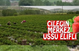 Bilgin, “ ÇİLEĞİN MERKEZ ÜSTÜ ELİFLİ “
