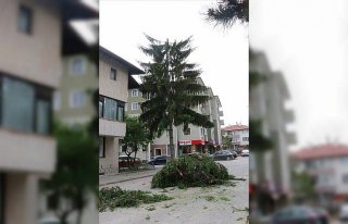 Bolu'da şiddetli rüzgar nedeniyle bir ağacın üst...