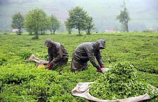 Çay üreticileri bayramı bahçelerinde çalışarak...