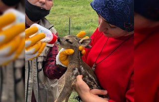 Derede bulunan karaca yavrusu, geçici olarak verildiği...