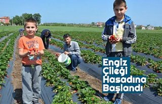 Engiz Çileği Hasadına Başlandı