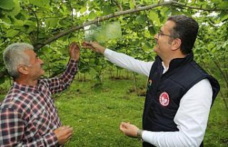 Fındığı tehdit eden zararlılara karşı 
