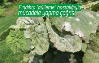 Fındıkta "külleme" hastalığıyla mücadele...