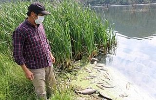 Göynük'te baraj gölündeki toplu balık ölümlerine...