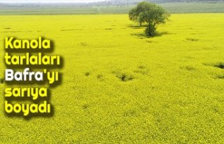 Kanola tarlaları Bafra'yı sarıya boyadı
