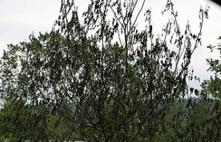 Mudurnu ve Göynük'te zirai don nedeniyle hasar tespit...