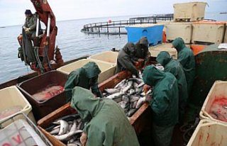Ordu'da kafes balıkçılığı ekonomiye katkı sağlıyor