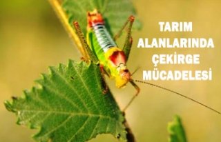 TARIM ALANLARINDA ÇEKİRGE MÜCADELESİ