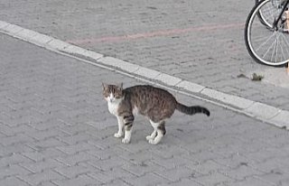 Tokat'ta ağaçta mahsur kalan kediyi itfaiye kurtardı