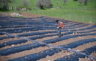 Üniversite öğrencisi, girişimcilik dersi ödevinden...