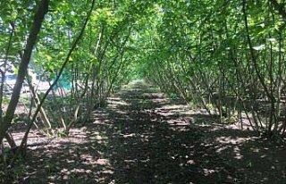 Ziraat Odası Başkanı Aydemir'den fındıkta yeşil...