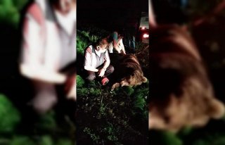 Zonguldak'ta aracın çarptığı ayı telef oldu