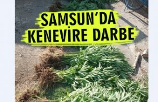 408 kök kenevir ele geçirildi