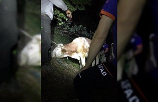 Amasya'da uçurumdan düşen inek kurtarıldı