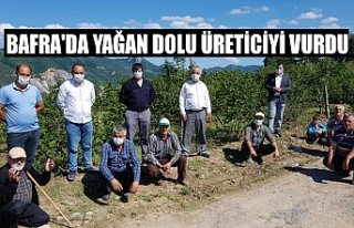 BAFRA'DA YAĞAN DOLU ÜRETİCİYİ VURDU
