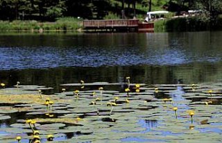 Bolu'daki göllerde yetişen nilüferleri koparana...