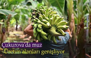 Çukurova'da muz üretim alanları genişliyor