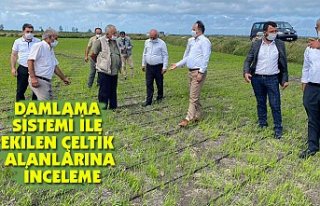DAMLAMA SİSTEMİ İLE EKİLEN ÇELTİK ALANLARINA...
