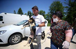 Köpeği yaralanan yaşlı kadının yardımına Vefa...