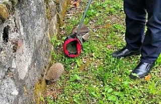 Limandaki dalgakıran taşlarının arasına sıkışan...