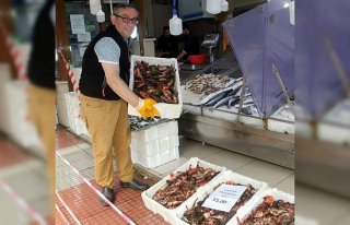 Sinop'ta iskorpit balığının kilogramı 55 liradan...
