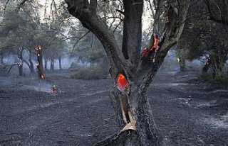 Bakan Pakdemirli: Tarihi Gelibolu Yarımadası'ndaki...