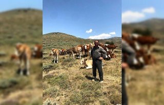 Besicinin kaybolan 12 büyükbaş hayvanını jandarma...